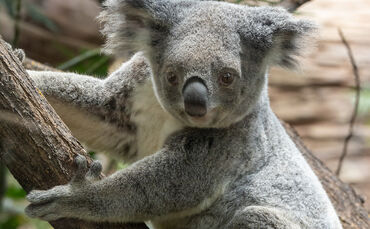 Eine traurige Nachricht aus der Wilhelma: Erneut ist ein Koala eingeschläfert worden.