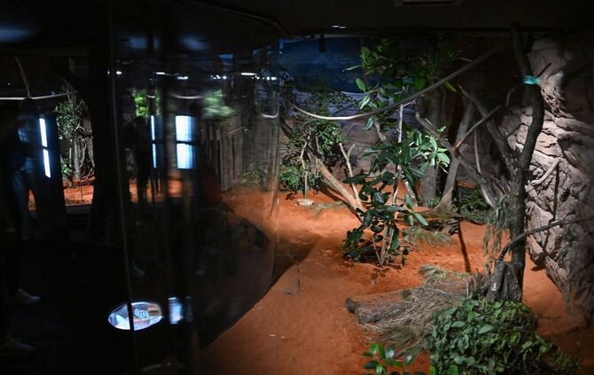 In der Wilhelma musste ein Koala eingeschläfert werden. (Archivbild)