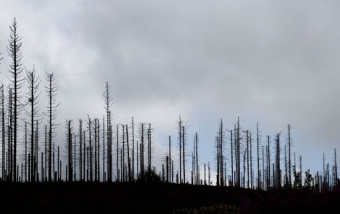 Waldsterben im Harz durch Borkenkäfer