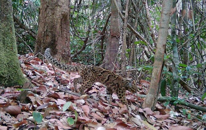 Artenvielfalt im Virachey-Nationalpark
