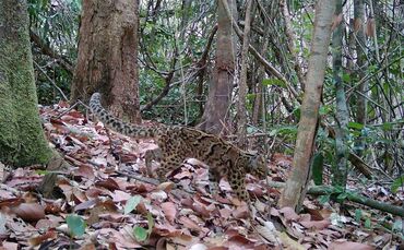 Artenvielfalt im Virachey-Nationalpark