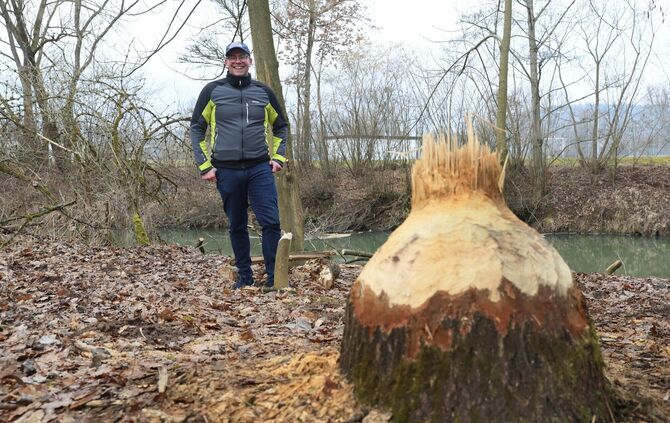 Da war eindeutig ein Biber am Werk: So lautet der Befund von Biberberater Udo Keppler.