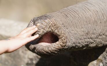 Streicheleinheit für den Elefanten