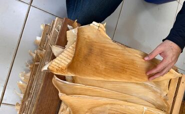 Mehr als 1,5 Tonnen Haiflossen in Brasilien beschlagnahmt