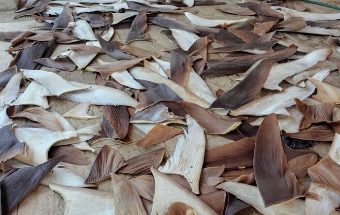 Mehr als 1,5 Tonnen Haiflossen in Brasilien beschlagnahmt