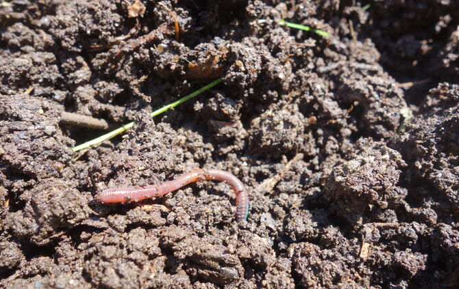 Schnell will er sich wieder in den Boden graben - ans Licht kommen die Würmer ungern, nur bei Regen treibt es sie an die Oberflä