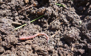 Schnell will er sich wieder in den Boden graben - ans Licht kommen die Würmer ungern, nur bei Regen treibt es sie an die Oberflä