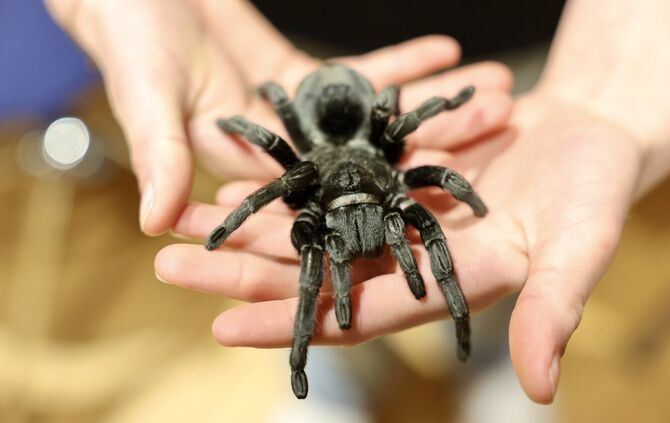 Manch ein Kind kennt keine Angst vor Spinnen. Auch ein Siebenjähriger nimmt die Vogelspinne namens Hildegard mutig auf die Hand.