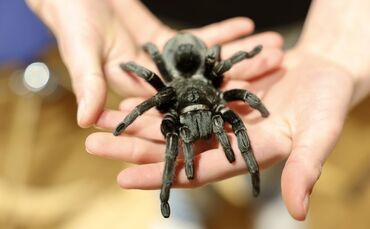 Manch ein Kind kennt keine Angst vor Spinnen. Auch ein Siebenjähriger nimmt die Vogelspinne namens Hildegard mutig auf die Hand.