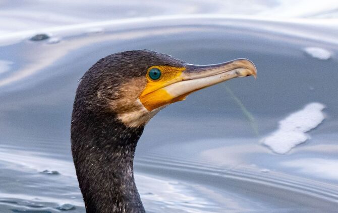 Kormoran
