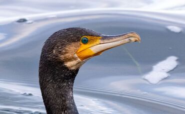 Kormoran