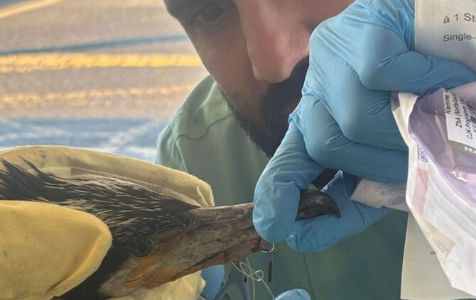 Verletzter Kormoran pickt gegen Tür von Notaufnahme