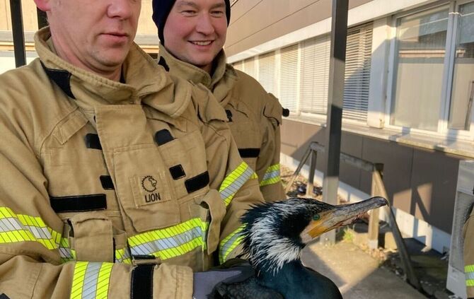 Verletzter Kormoran pickt gegen Tür von Notaufnahme