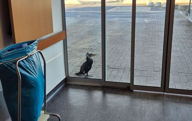 Verletzter Kormoran pickt gegen Tür von Notaufnahme