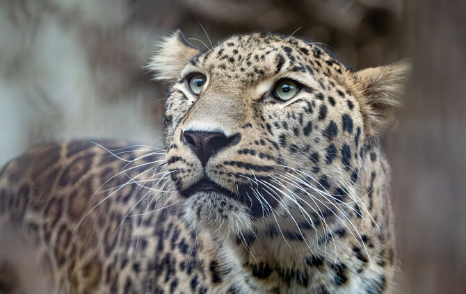 Der Persische Leopard Khal ist neu in der Wilhelma.