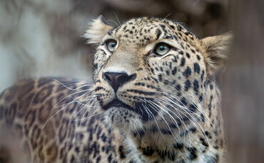 Der Persische Leopard Khal ist neu in der Wilhelma.