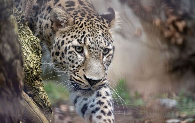 Persischer Leopard Khal im Zoo Wilhelma