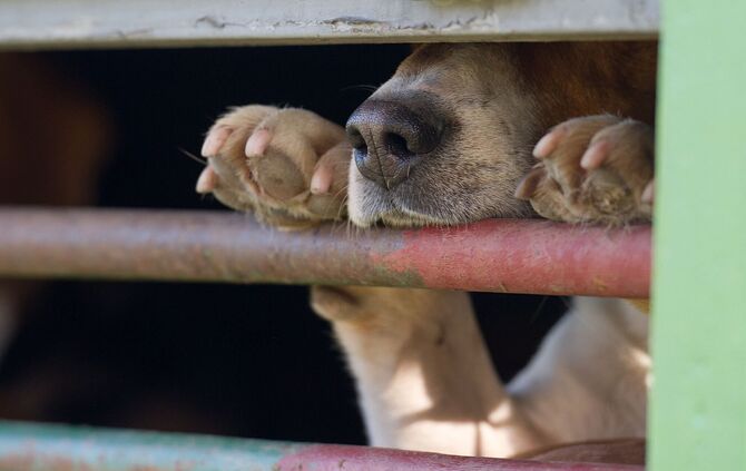 In Absprache mit dem Veterinäramt war der Hund in die Quarantänestation eines Tierheims gebracht worden. (Symbolbild)