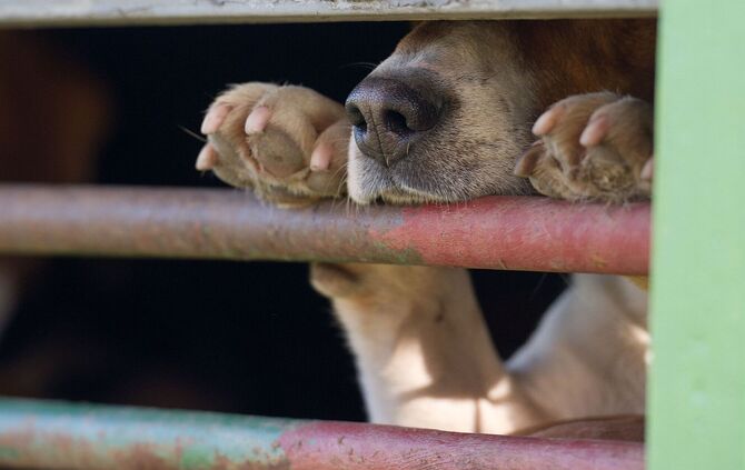 Das aus Russland stammende Tier war in Quarantäne gebracht worden