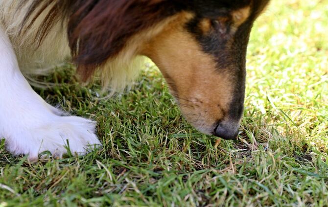 Ein Hund schnuppert im Gras. (Symbolfoto)