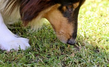Ein Hund schnuppert im Gras. (Symbolfoto)
