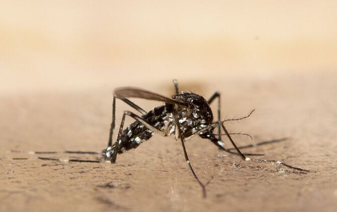 Chikungunya für Europa problematischer als gedacht