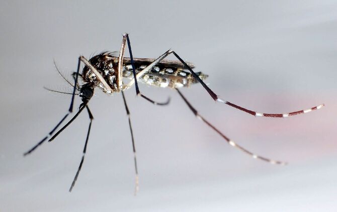 Chikungunya für Europa problematischer als gedacht