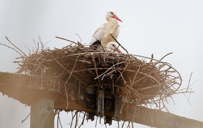 Storche in Baden-Württemberg
