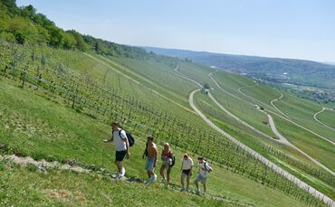 Weinlandschaft Kleinheppacher Kopf: Es gibt immer mehr Flächen, auf deinen keine Reben mehr stehen (Archivfoto).