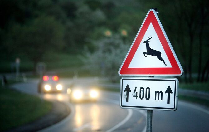 Das Reh wurde von dem Hund schwer verletzt (Symbolfoto).