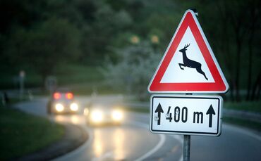 Das Reh wurde von dem Hund schwer verletzt (Symbolfoto).