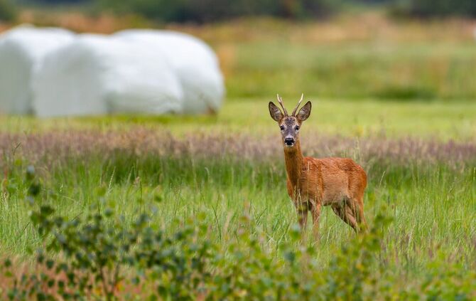 Rehe werden immer wieder Opfer von freilaufenden Hunden (Symbolfoto).