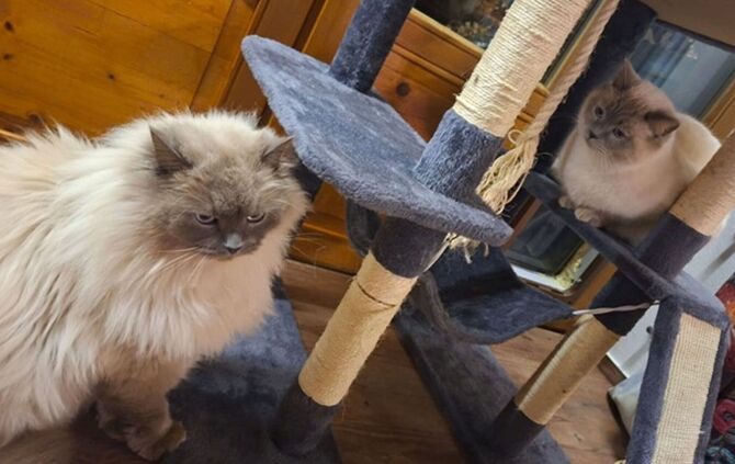 Katzen nach Diebstahl wieder vereint