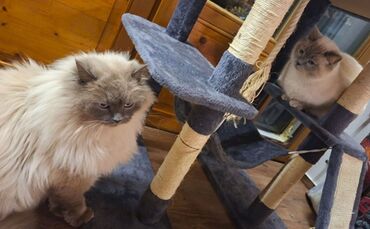 Katzen nach Diebstahl wieder vereint