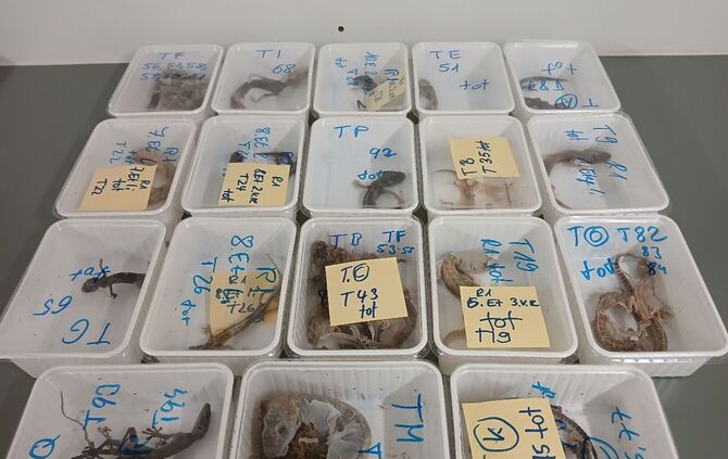 32 tote Geckos gefunden