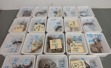 32 tote Geckos gefunden