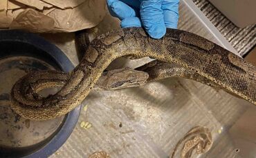 Horror-Schlangenhaltung entdeckt – Behörden greifen durch