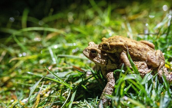 Helfer bei der Krötenwanderung