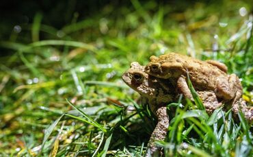 Helfer bei der Krötenwanderung