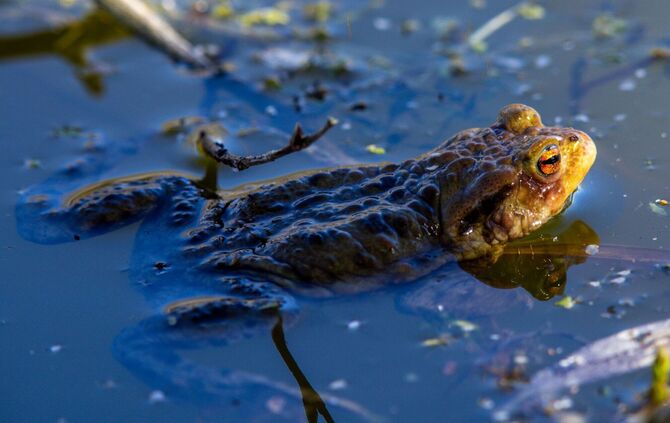 Autofahrer aufgepasst: Kröten begeben sich auf Wanderschaft