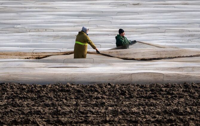 Spargelanbau auf den Feldern des Syring-Hofes