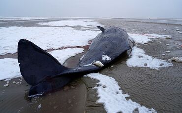 Pottwal in Dänemark gestrandet