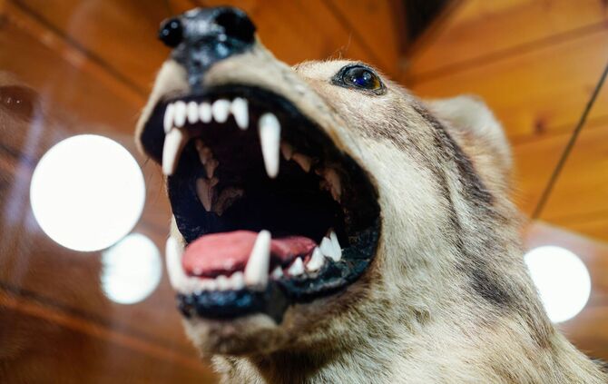Präparierter Wolf im Stadtmuseum