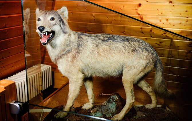 Präparierter Wolf im Stadtmuseum