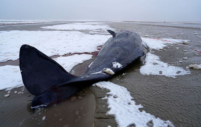 Pottwal in Dänemark gestrandet