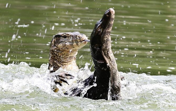 Bindenwarane in Bangkok
