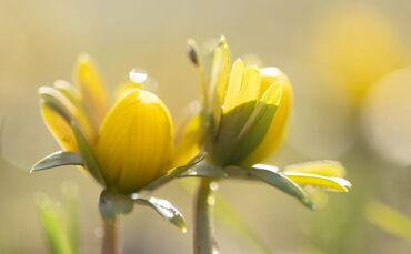Manche Menschen reagieren stärker als andere auf Wetteränderungen. (Symbolbild)