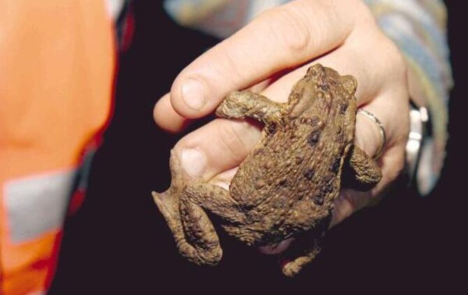 Kröten gehen jetzt wie andere Amphibien wieder auf Wanderschaft - und genau darauf wird nun auf der Strecke zwischen Weinstadt-B