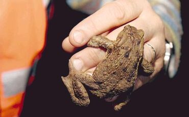 Kröten gehen jetzt wie andere Amphibien wieder auf Wanderschaft - und genau darauf wird nun auf der Strecke zwischen Weinstadt-B