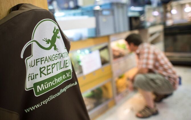 In der Auffangstation für Reptilien sollen die Schlangen jetzt aufgepäppelt werden - wenn es dafür nicht zu spät ist (Archivbild